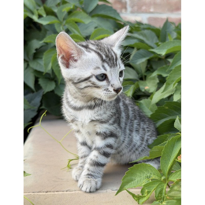 Bengal NOV Cartier