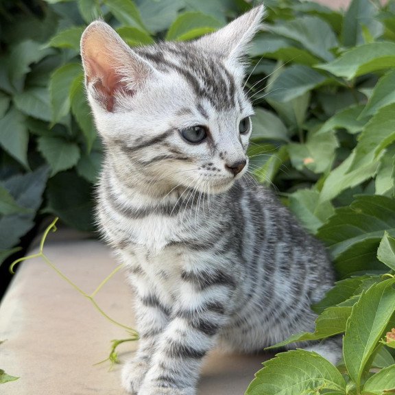 Bengal NOV Cartier