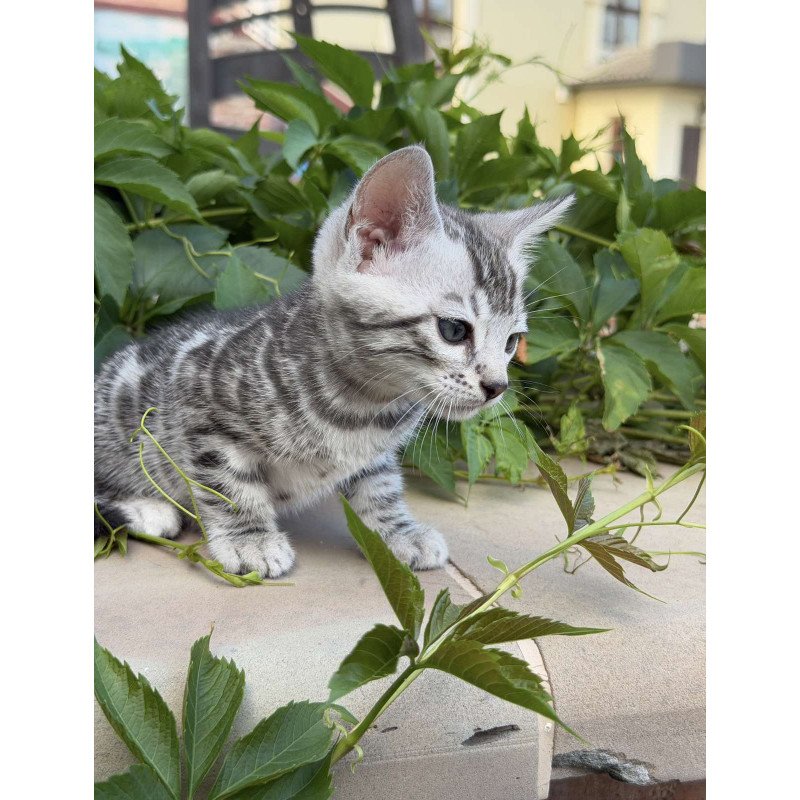 Bengal NOV Cartier