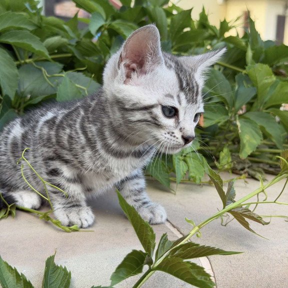 Bengal NOV Cartier