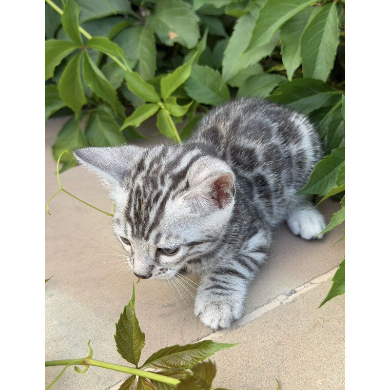 Bengal NOV Cartier