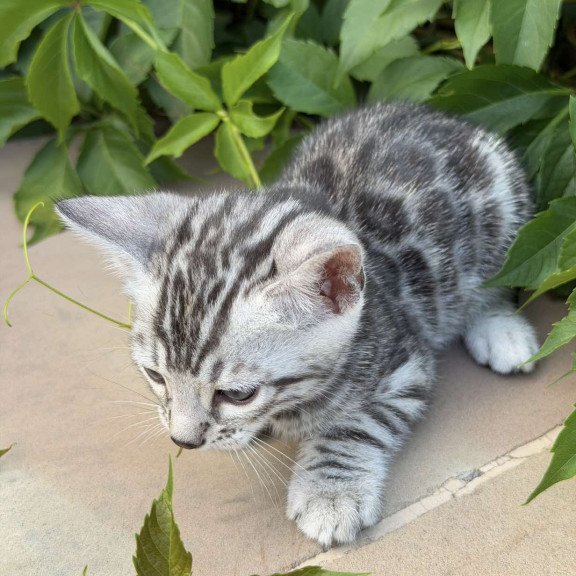Bengal NOV Cartier