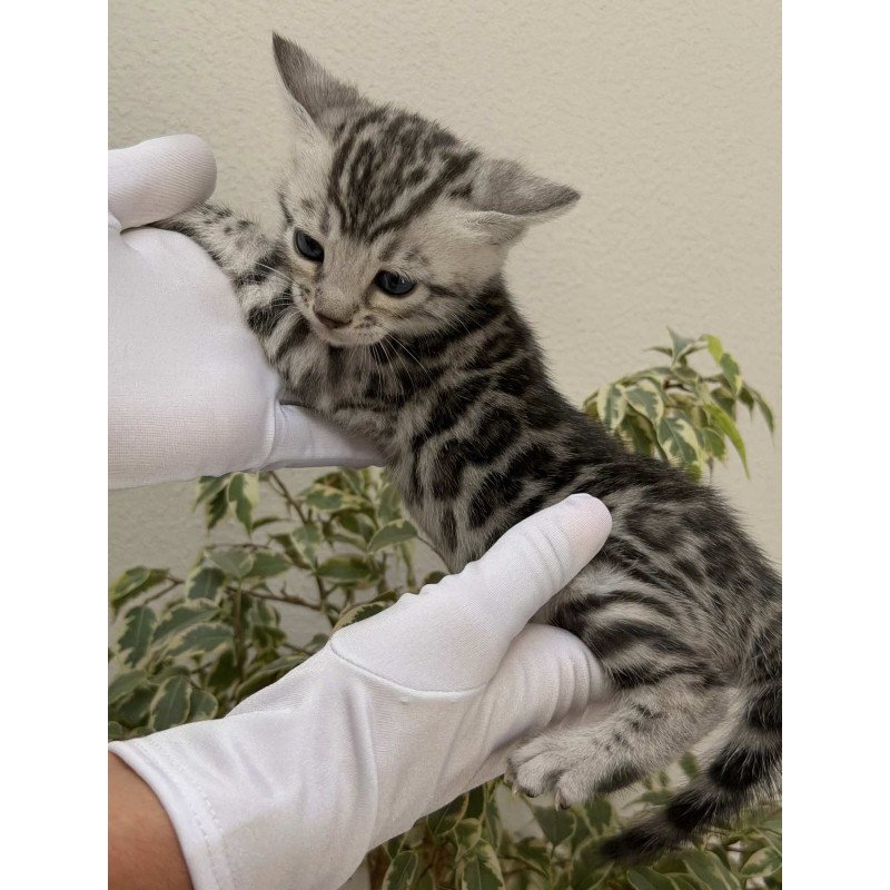 Bengal NOV Cartier