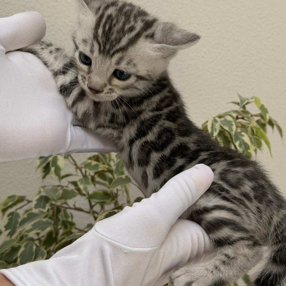 Bengal NOV Cartier