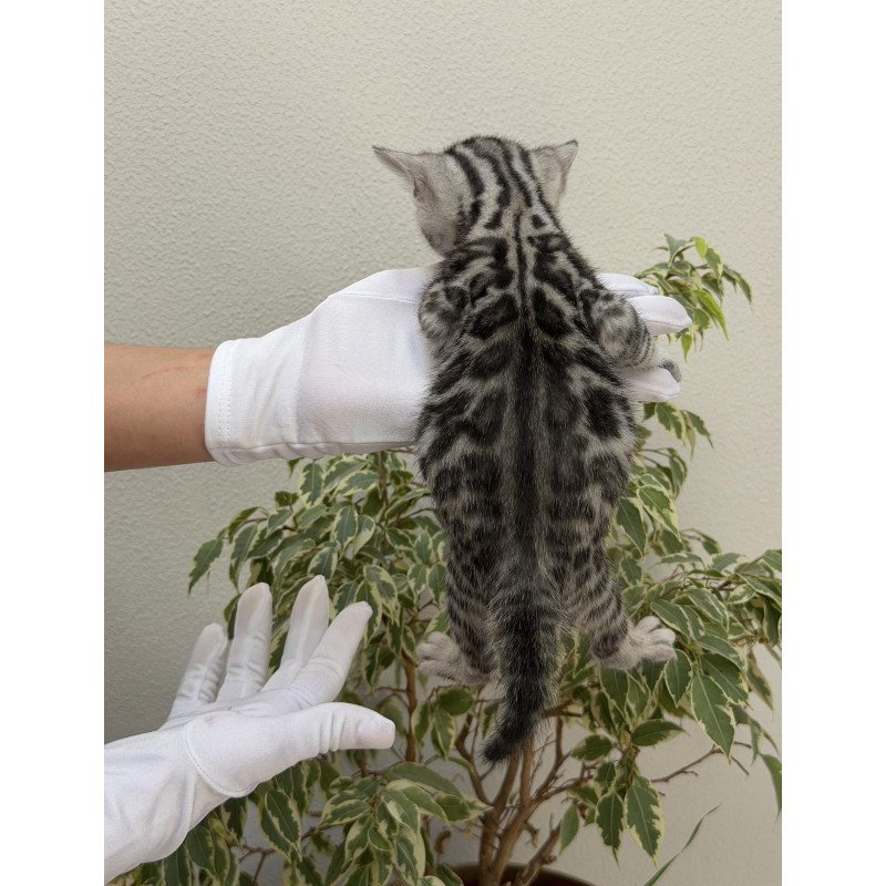 Bengal NOV Cartier