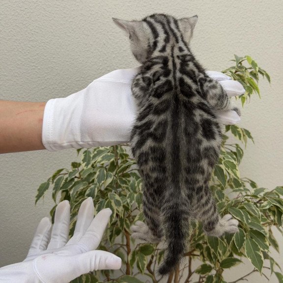 Bengal NOV Cartier