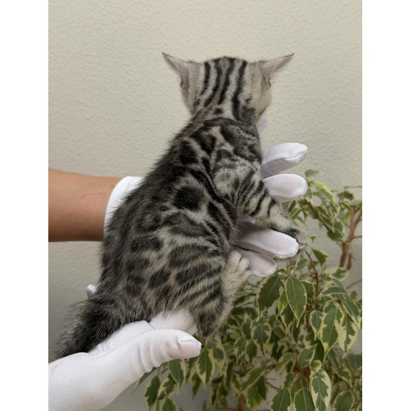 Bengal NOV Cartier