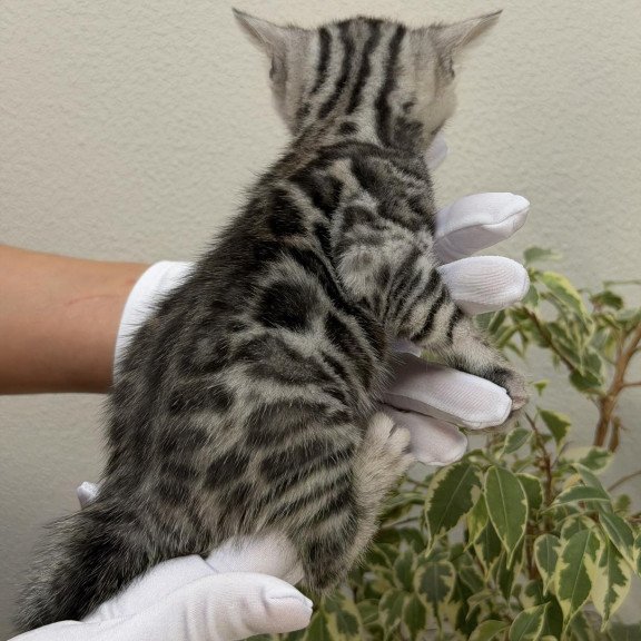 Bengal NOV Cartier