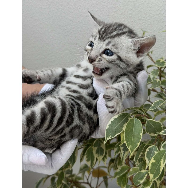 Bengal NOV Cartier