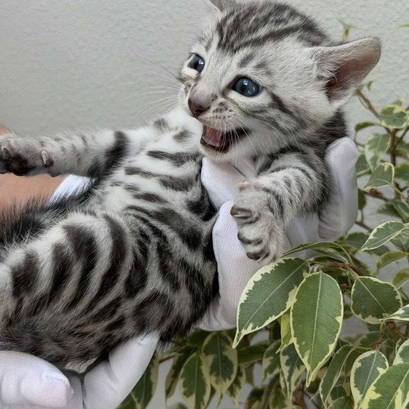 Bengal NOV Cartier