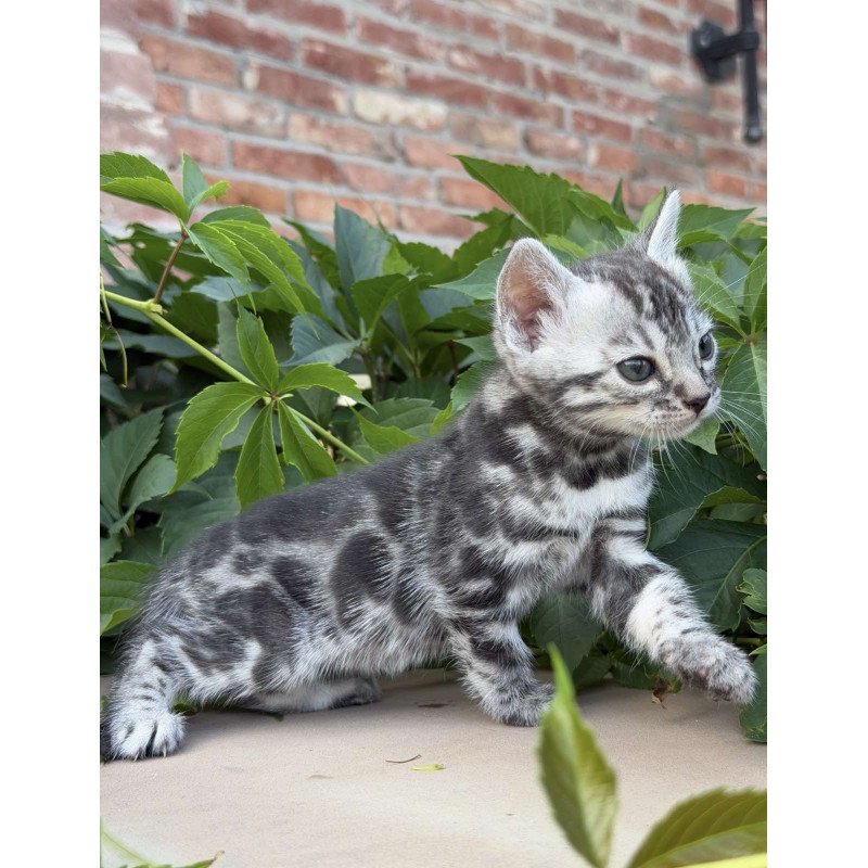 Bengal NOV Celine