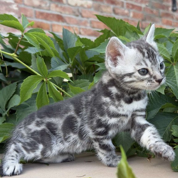 Bengal NOV Celine