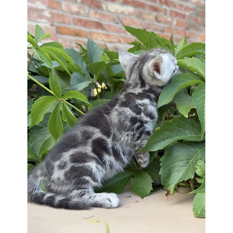 Bengal NOV Celine
