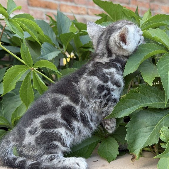 Bengal NOV Celine