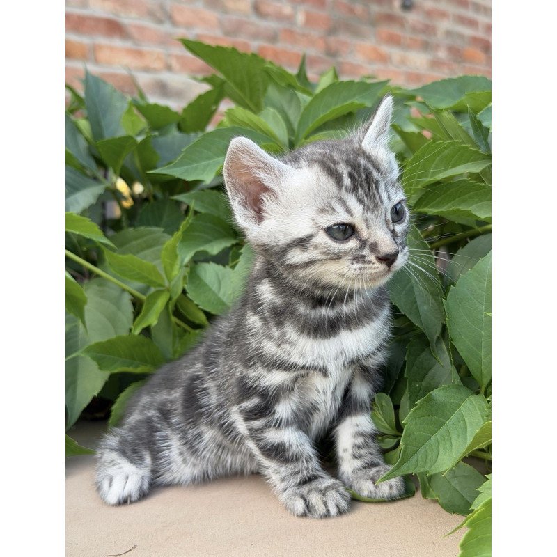 Bengal NOV Celine