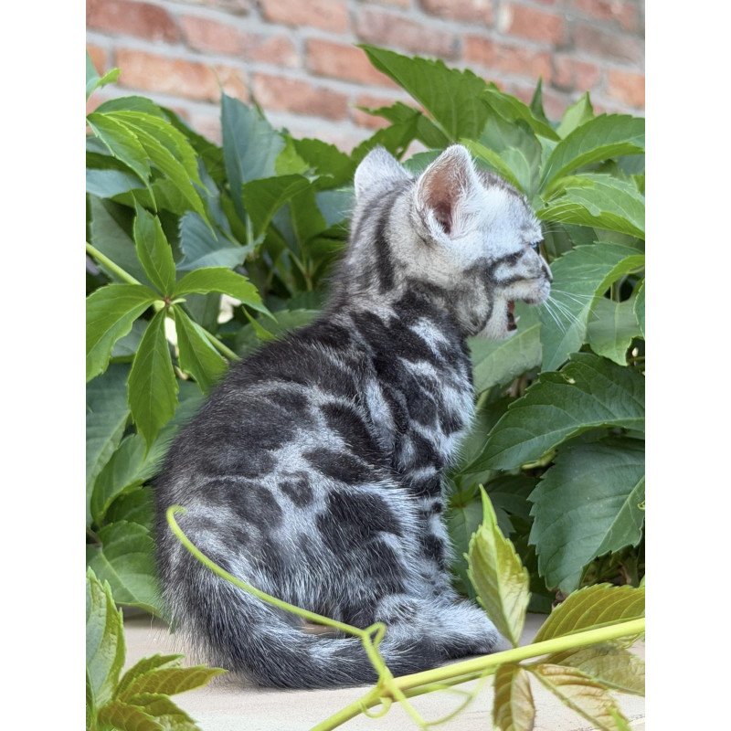 Bengal NOV Celine