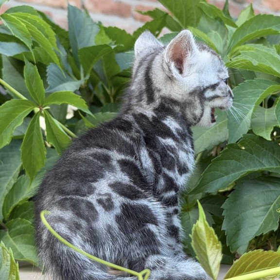 Bengal NOV Celine