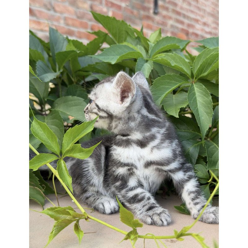 Bengal NOV Celine
