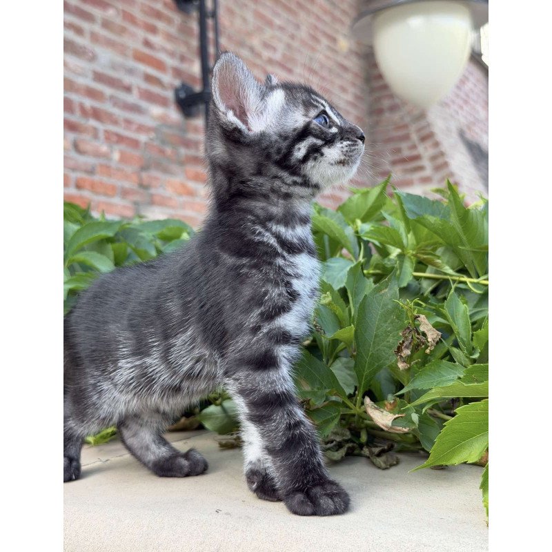 Bengal NOV Chopard