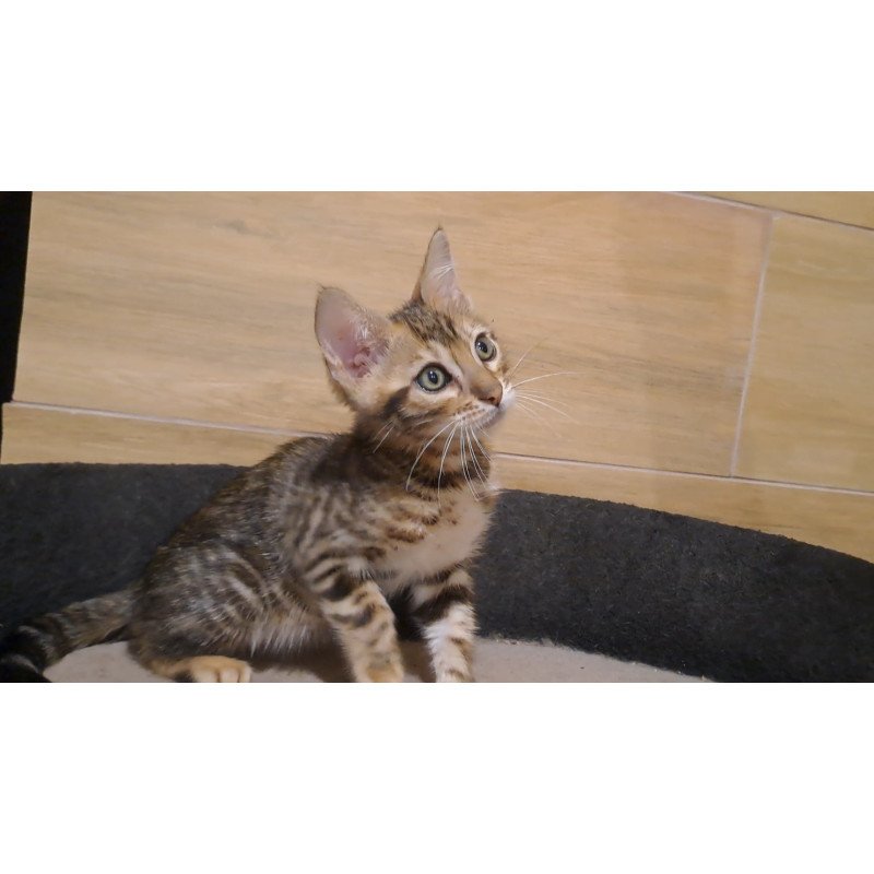 Bengal NOV Kara