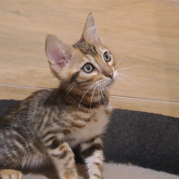 Bengal NOV Kara