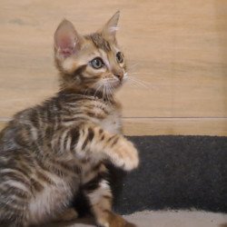 Bengal NOV Kara