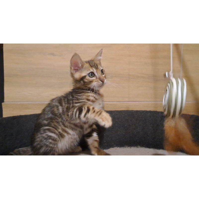 Bengal NOV Kara