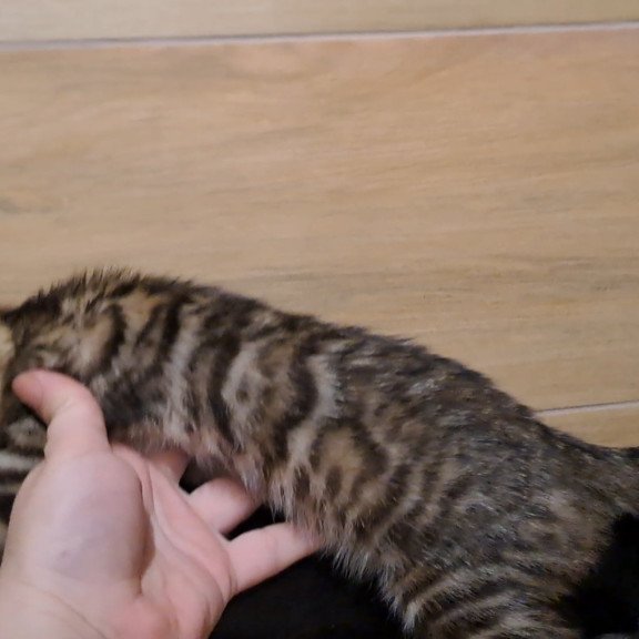 Bengal NOV Kara