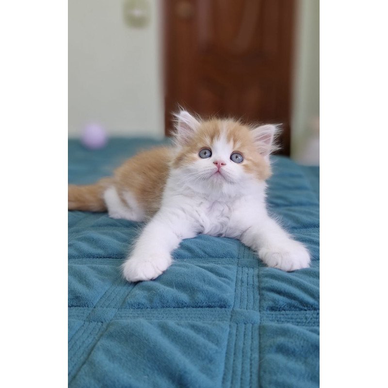 Scottish NOV Oscar