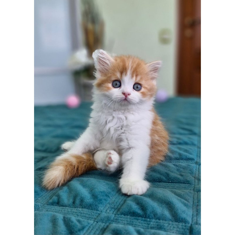 Scottish NOV Oscar