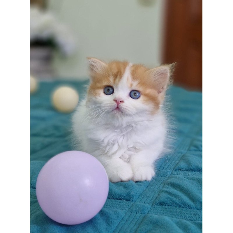 Scottish NOV Olimp