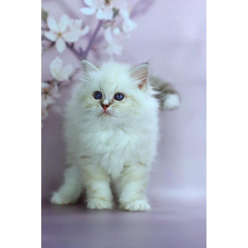 Siberian NOV Gala