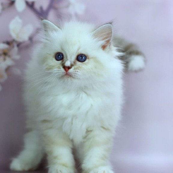 Siberian NOV Gala