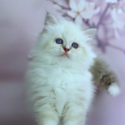 Siberian NOV Gala