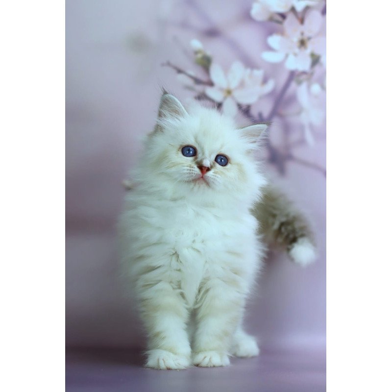 Siberian NOV Gala