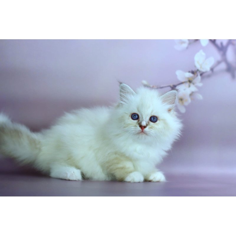 Siberian NOV Gala