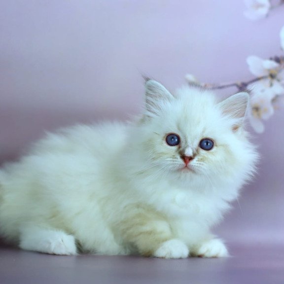 Siberian NOV Gala