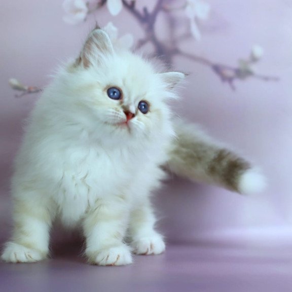 Siberian NOV Gala