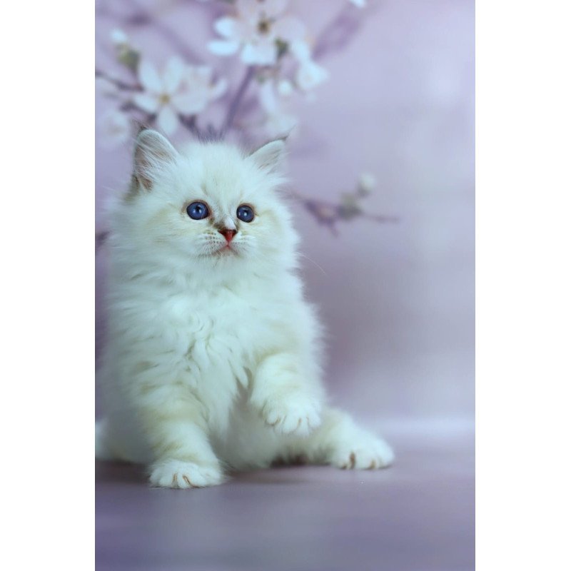 Siberian NOV Gala