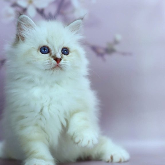Siberian NOV Gala