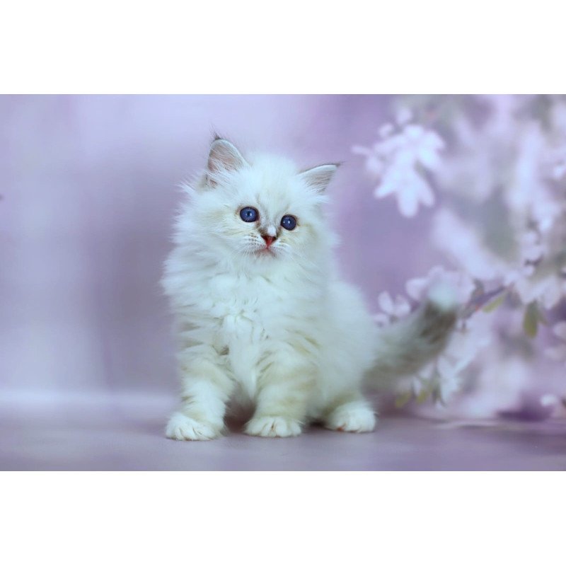 Siberian NOV Gala