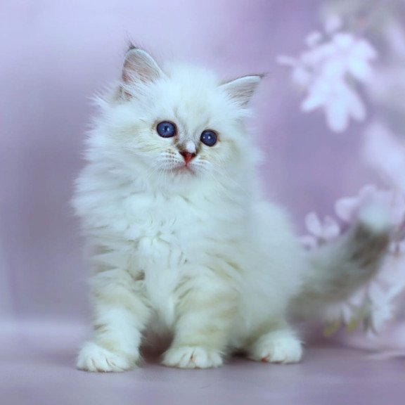 Siberian NOV Gala