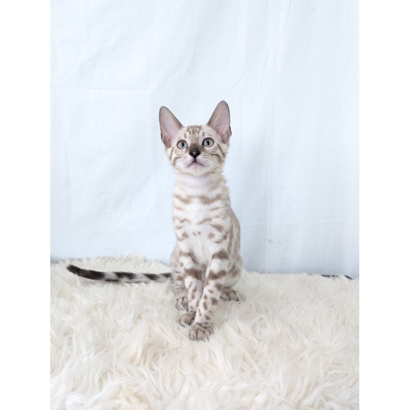 Bengal NOV Ava