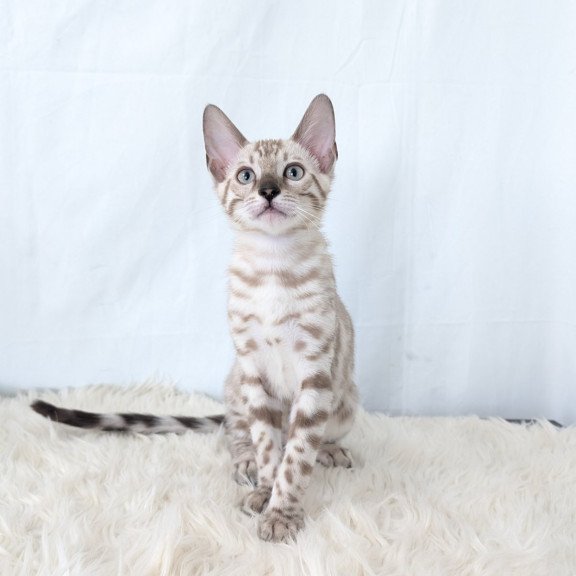 Bengal NOV Ava