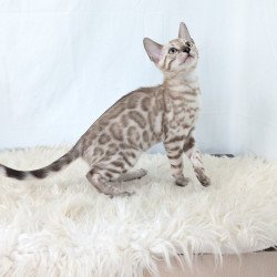 Bengal NOV Ava