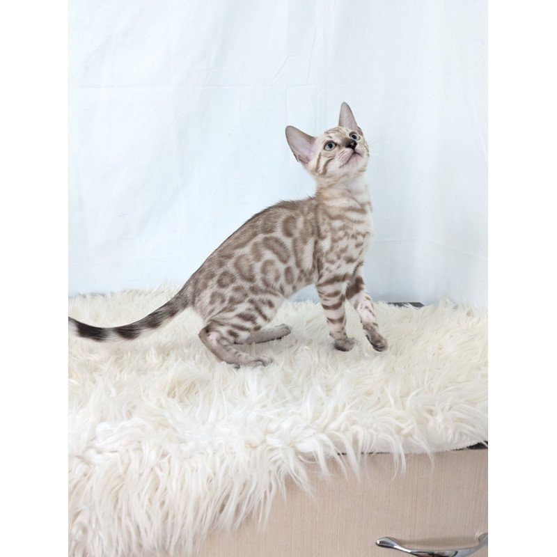 Bengal NOV Ava