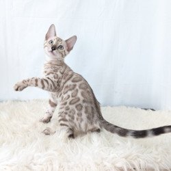 Bengal NOV Ava