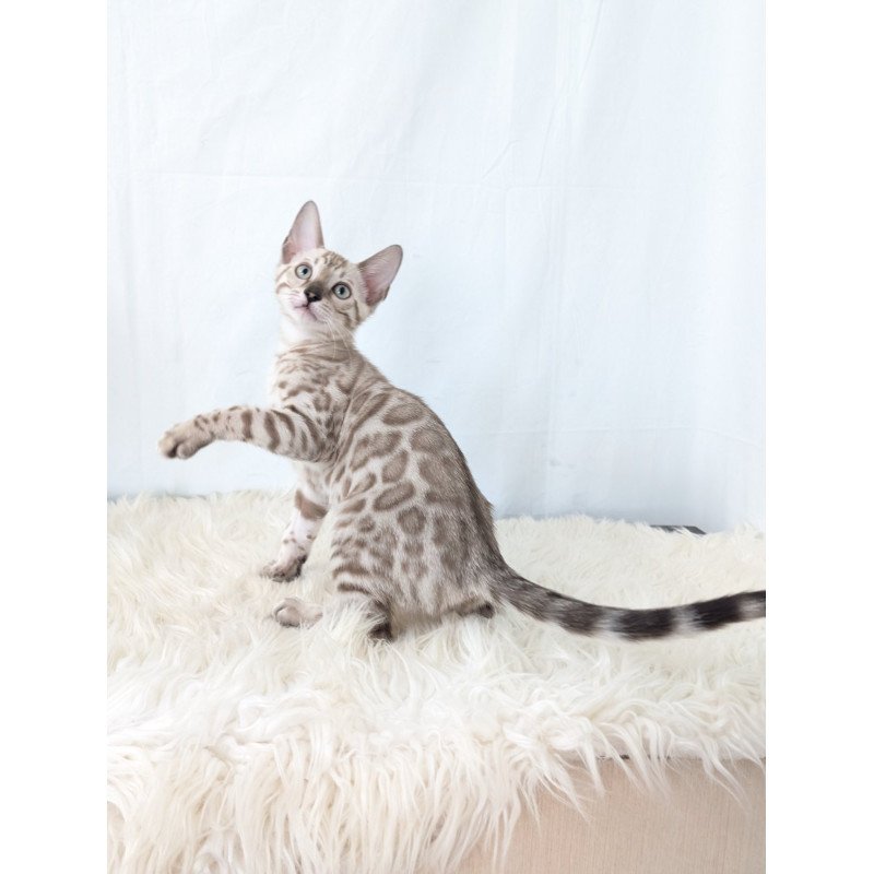 Bengal NOV Ava