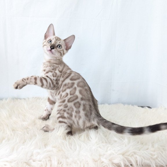 Bengal NOV Ava