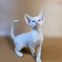 Siamese NOV Eclair